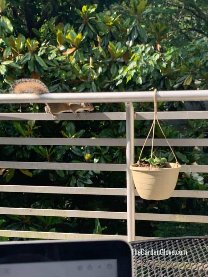 How to Keep Squirrels out of Potted Plants and Bulbs • The Garden Glove