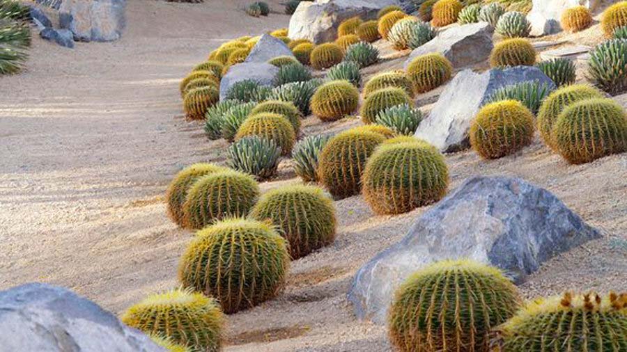 Desert Garden and Landscape Ideas • The Garden Glove