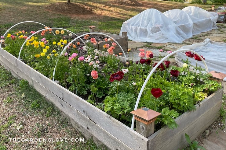 DIY Raised Garden Bed Covers to Protect Plants from Frost • The Garden Glove