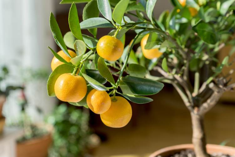 Guide to Growing Citrus Trees in Pots or Containers • The Garden Glove