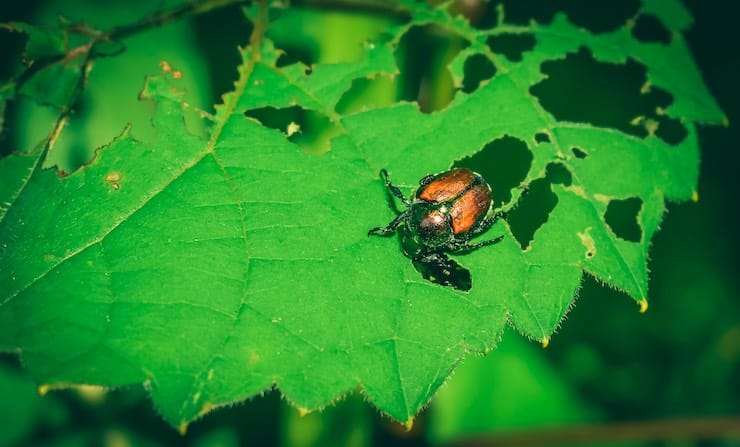 About Japanese Beetles and How to Get Rid of Them • The Garden Glove