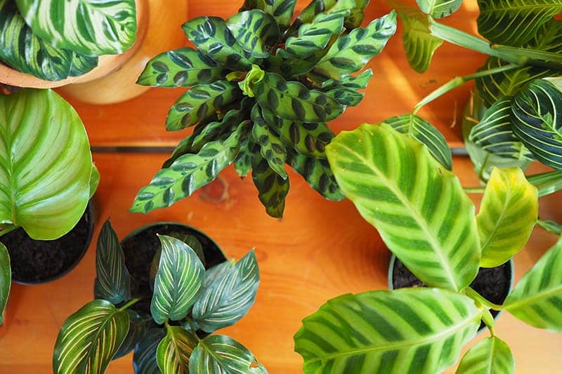 Tips for Lush, Vibrant Leaves • The Garden Glove