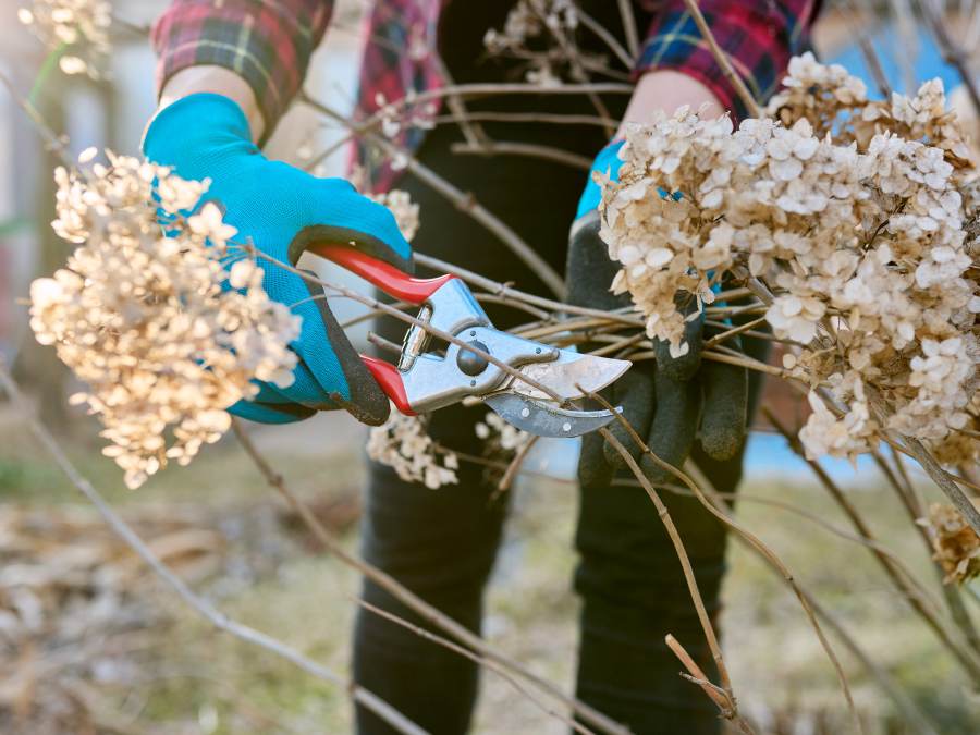 When and How to Prune Hydrangeas • The Garden Glove