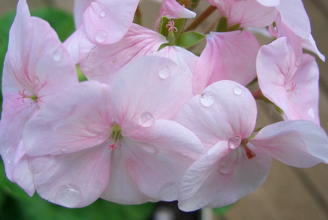 Perennial Flowers for Shade that Bloom all Season Long • The Garden Glove