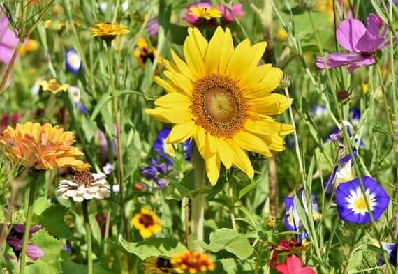 How to Start a Cut Flower Garden • The Garden Glove